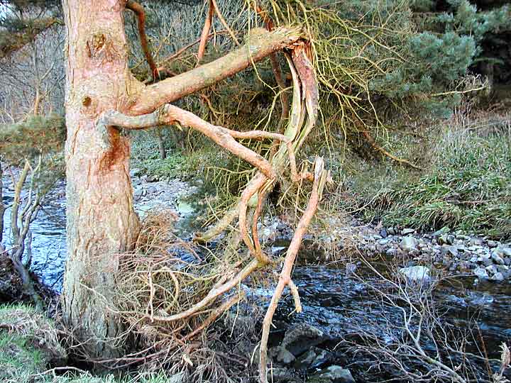 tree on the river derwent