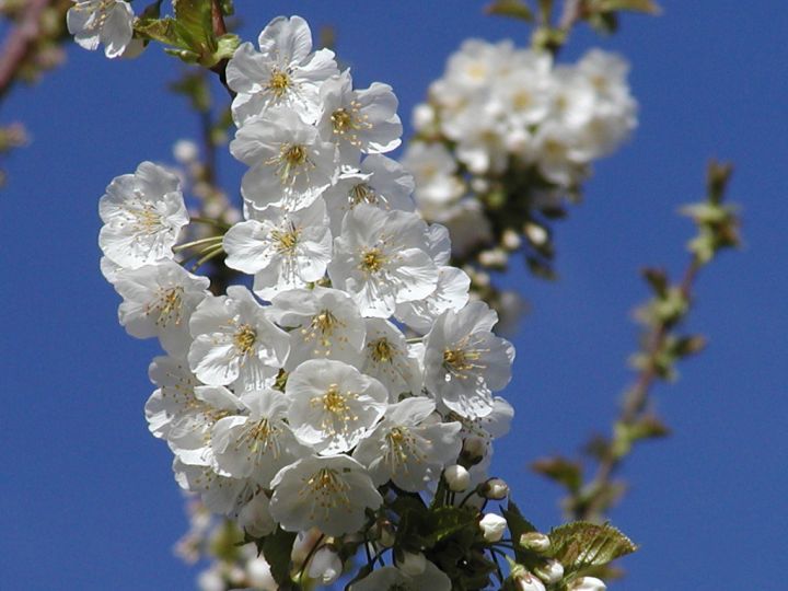 Spring flowers