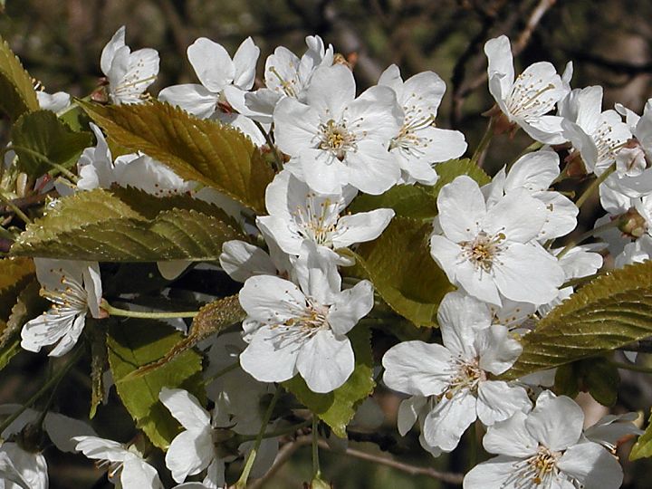 Spring flowers