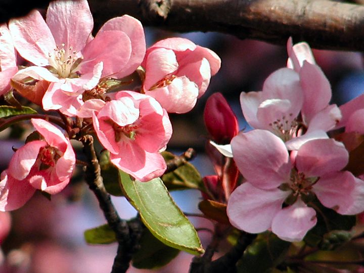 Spring flowers