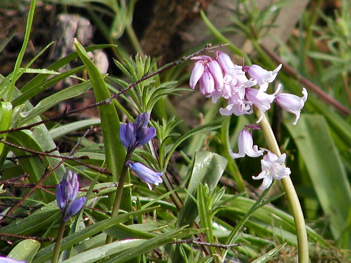 Spring flowers