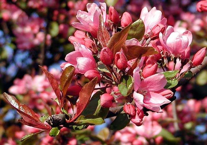 Spring flowers