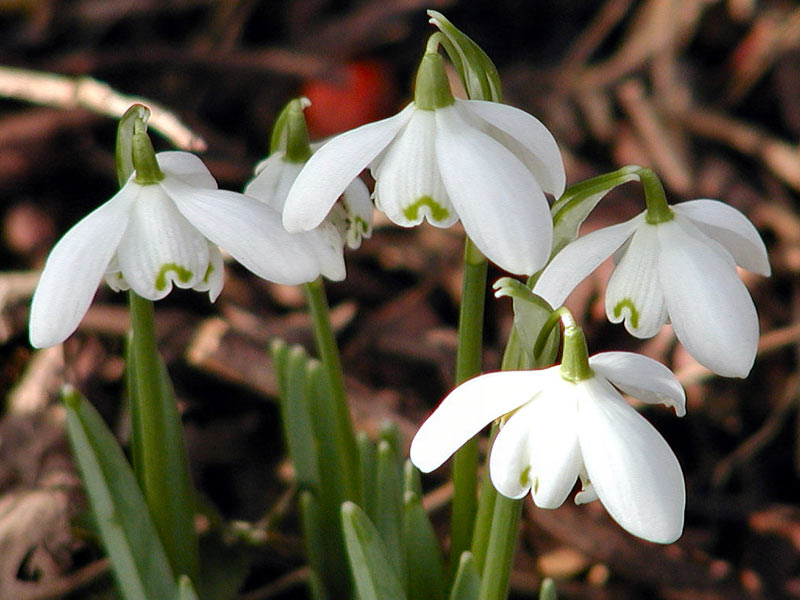 Spring flowers