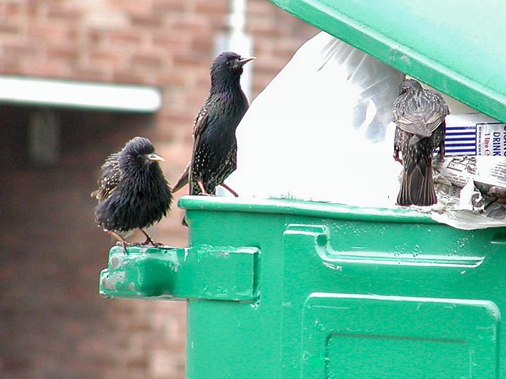 Starlings