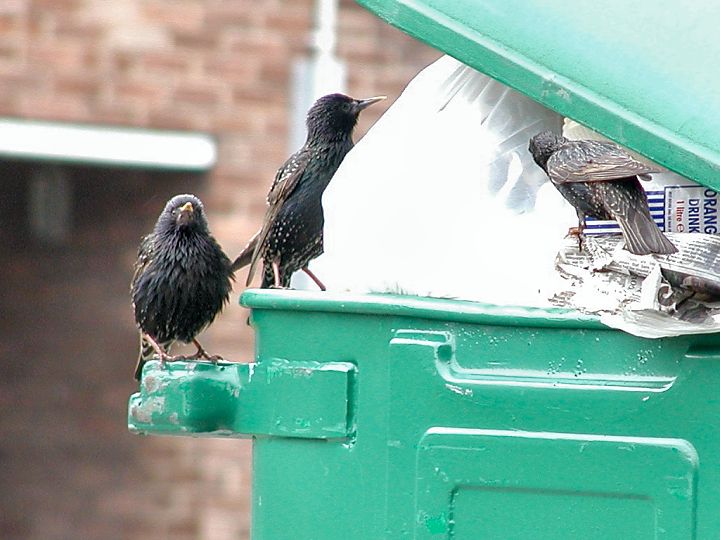 Starlings