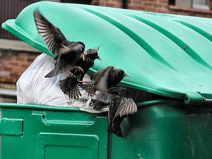 Starlings