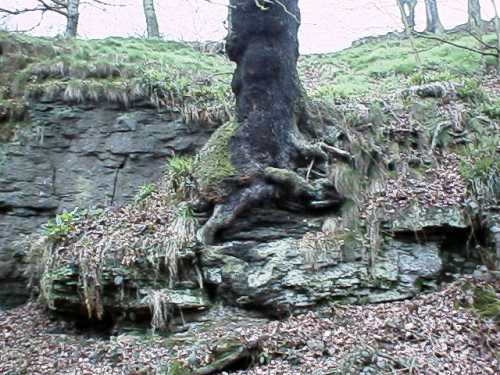Denton Dene