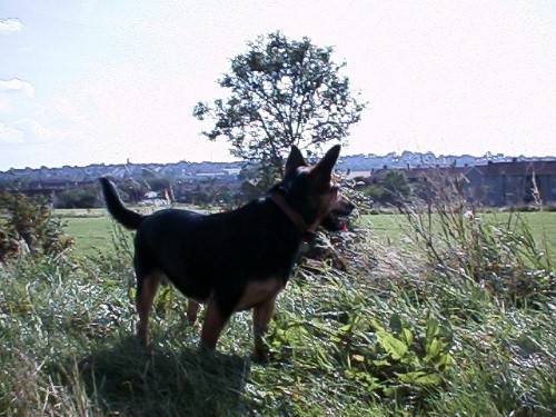 Freeway dog