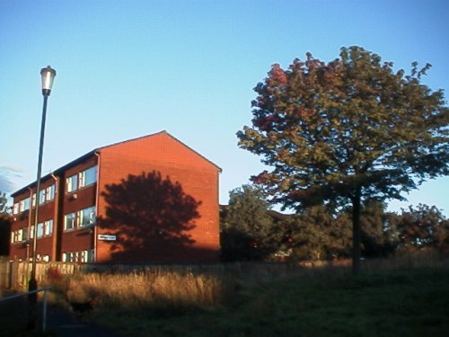 Tree Shadow