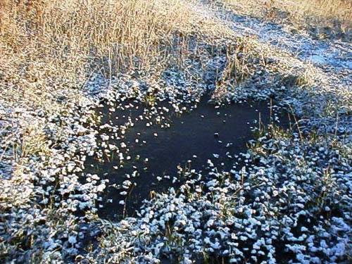 Frost