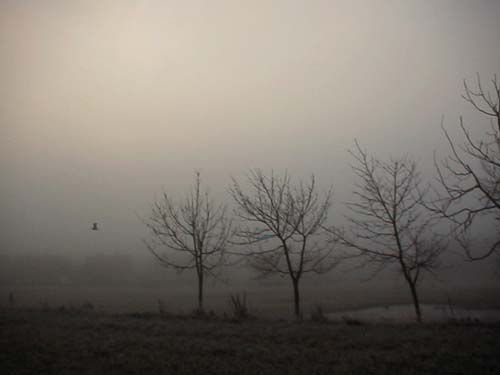 dawn